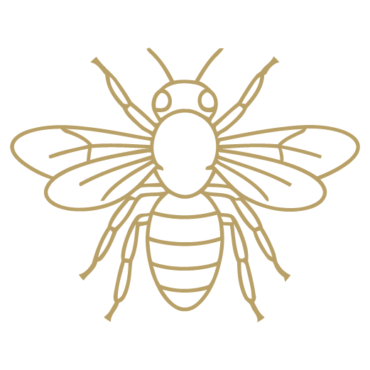 Dragonfly Logo Icon for Seperator